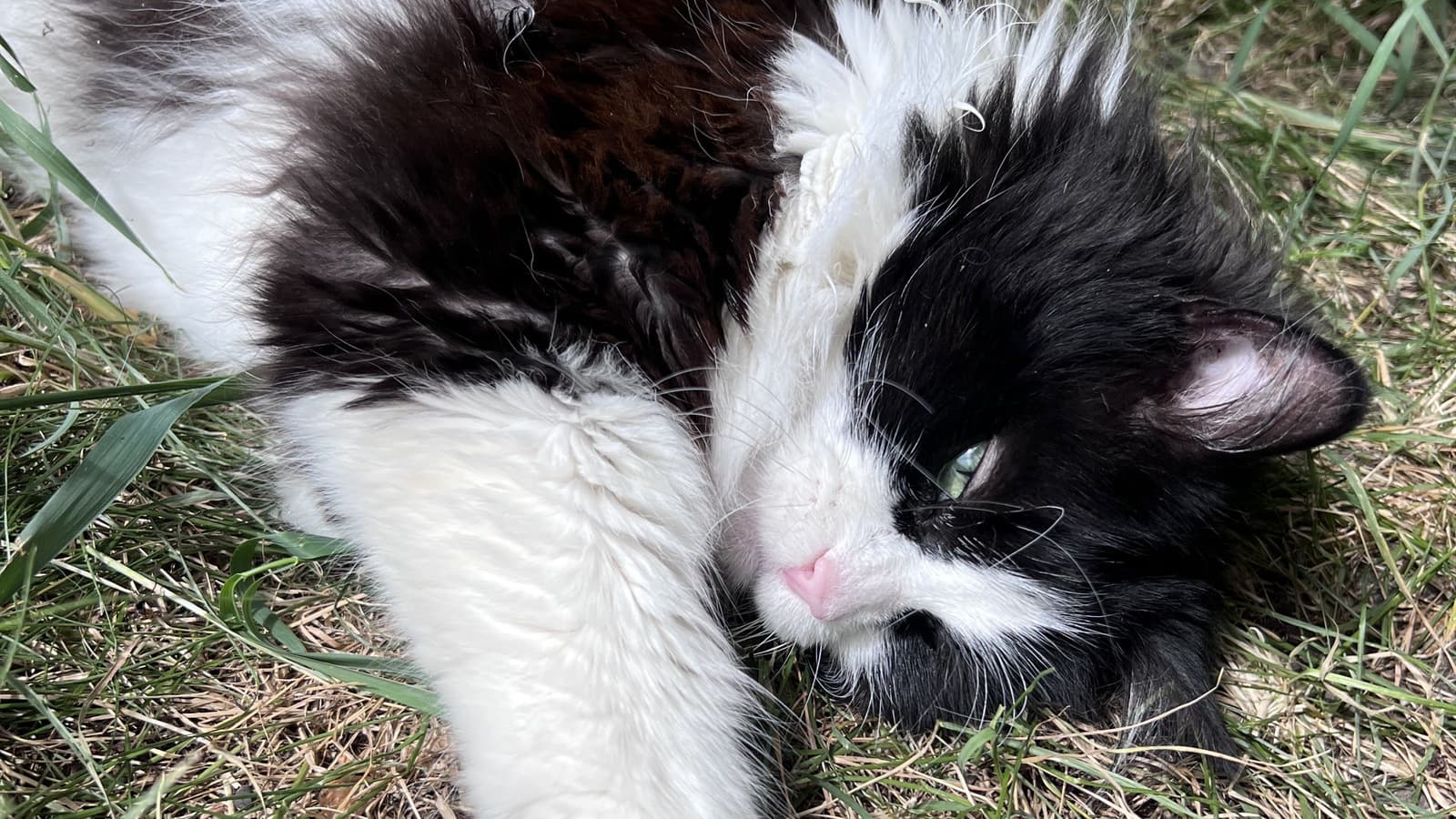 Monkey the cat relaxing in the grass