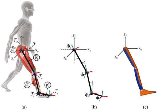Illustration comparing human lower-limb mechanics, a biomechanical model, and a mechanical leg model